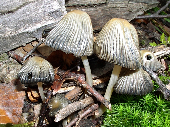 hnojník lúčový Coprinellus radians (Desm.) Vilgalys, Hopple & Jacq. Johnson