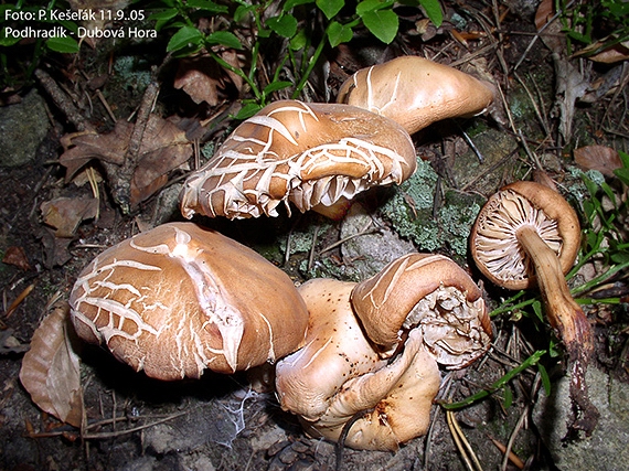 peniazovka vretenovitohlúbiková Gymnopus fusipes (Bull.) Gray