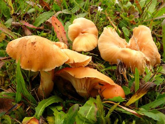 voskovka luční - Lúčnica lúčna Hygrocybe pratensis var. pratensis  (Pers.) Bon 1976