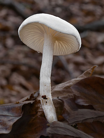 šťavnačka slonovinová Hygrophorus eburneus (Bull.) Fr.