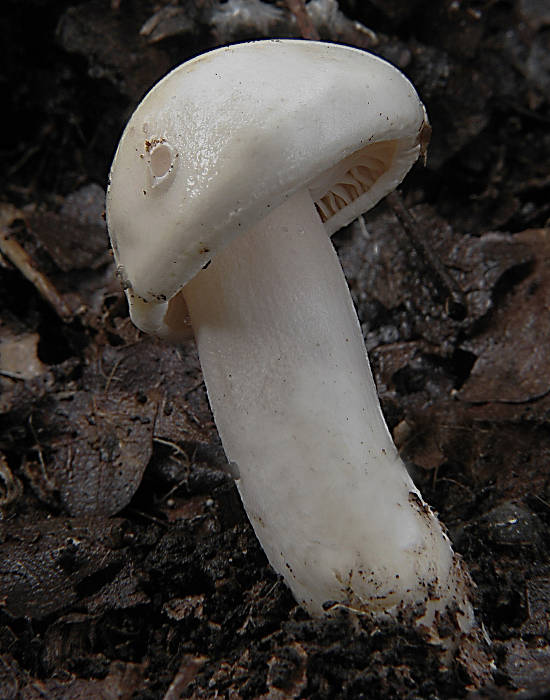 šťavnačka slonovinová Hygrophorus eburneus (Bull.) Fr.