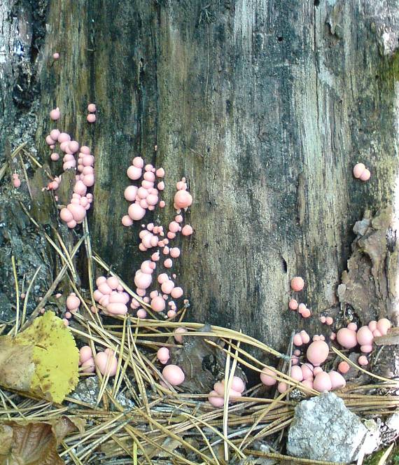 vlčinka Červená Lycogala epidendrum (J.C. Buxb. ex L.) Fr.