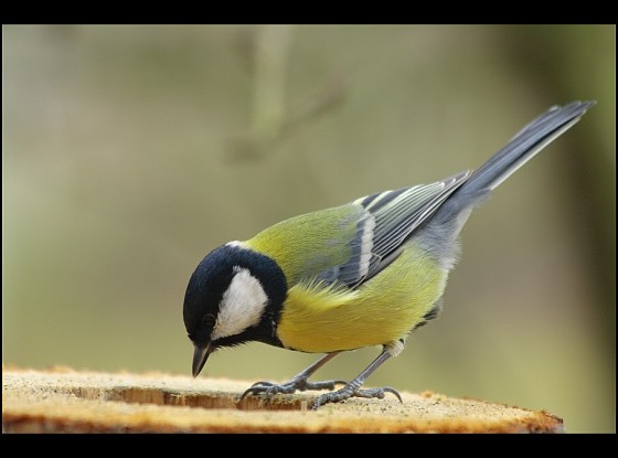 sýkorka bielolíca Parus major