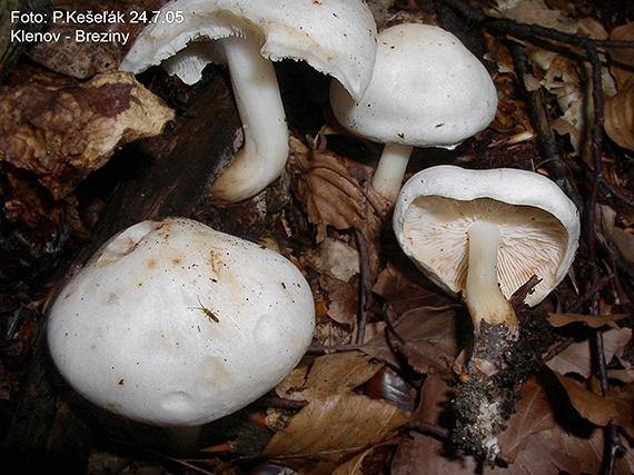 peniazovka škvrnitá Rhodocollybia maculata (Alb. & Schwein.) Singer