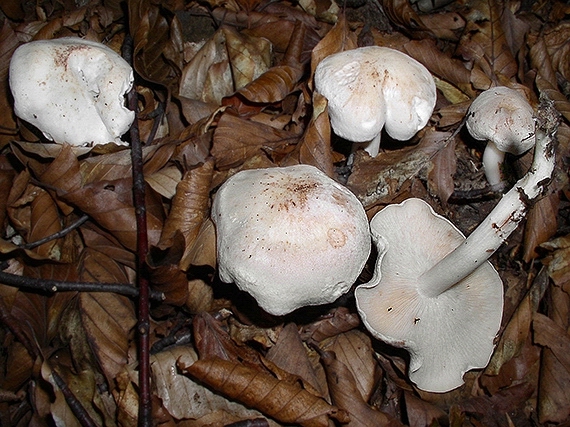 peniazovka škvrnitá Rhodocollybia maculata (Alb. & Schwein.) Singer