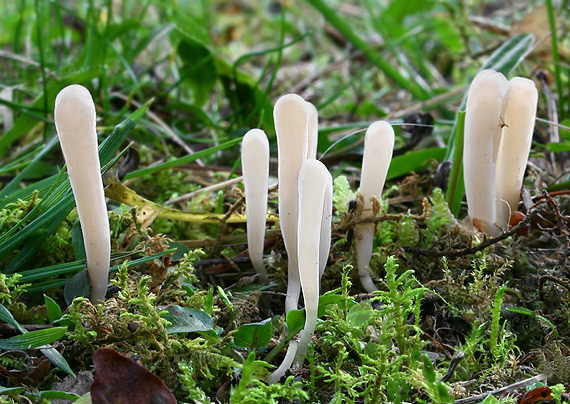 kyjačik Clavaria tenuipes Berk. & Broome