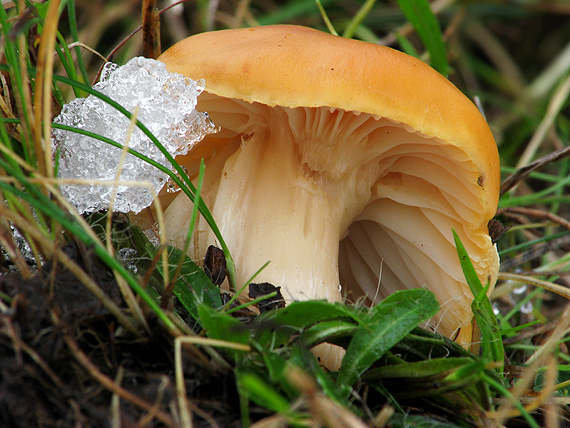 lúčnica statná Cuphophyllus pratensis (Fr.) Bon