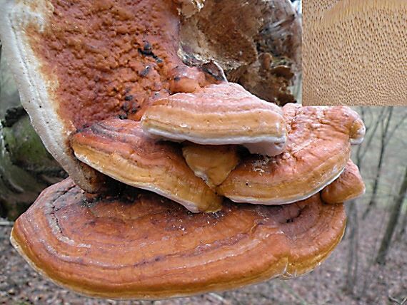 práchnovček pásikavý Fomitopsis pinicola (Sw.) P. Karst.