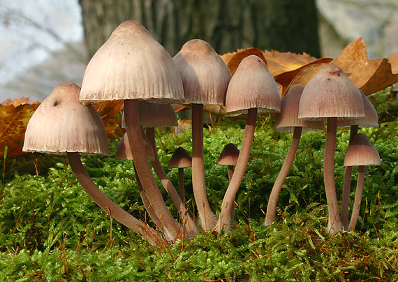 prilbička ružovolupeňová? Mycena galericulata?