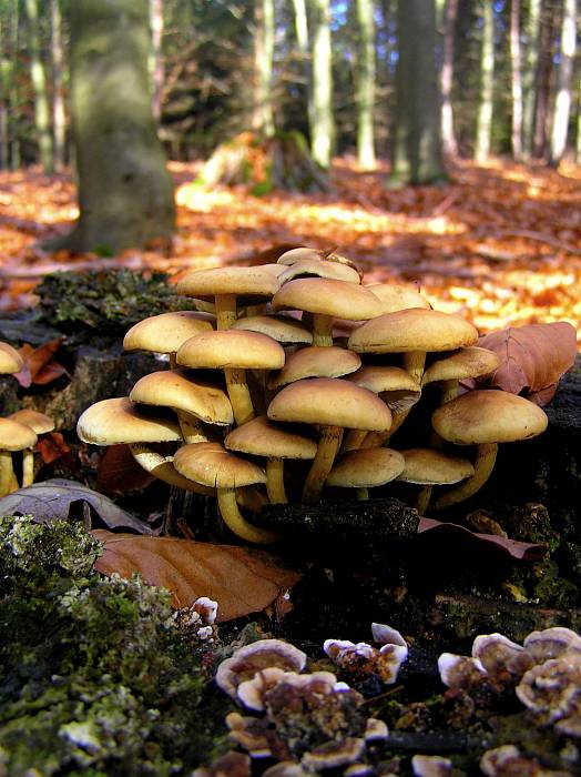 třepenitka svazčitá (Hypholoma fasciculare) (Hypholoma fasciculare)