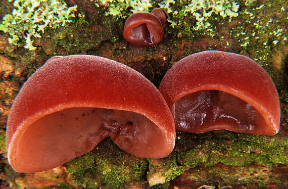 uchovec bazový Auricularia auricula-judae (Bull.) Quél.