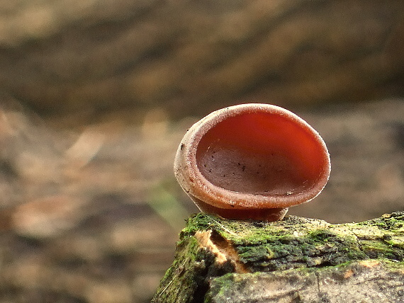 uchovec bazový Auricularia auricula-judae (Bull.) Quél.