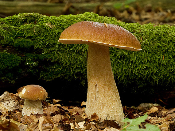 hríb smrekový Boletus edulis Bull.