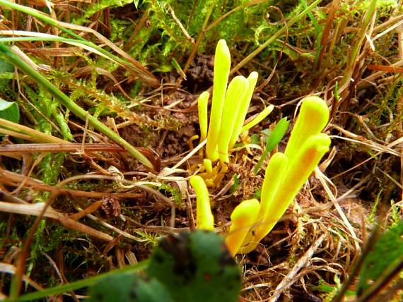 kyjovečka hnědavá - Pakonárovka žltooranžová Clavulinopsis helvola  (Pers.) Corner