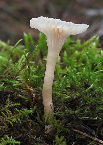 lúčnica snehobiela Cuphophyllus virgineus (Wulfen) Kovalenko