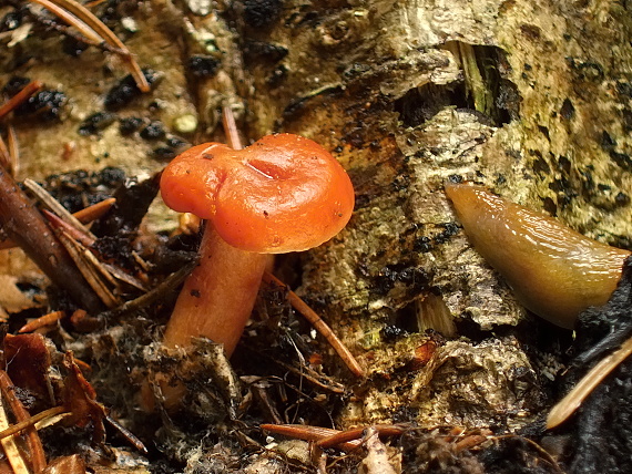 rýdzik pomarančový Lactarius aurantiacus (Pers.) Gray