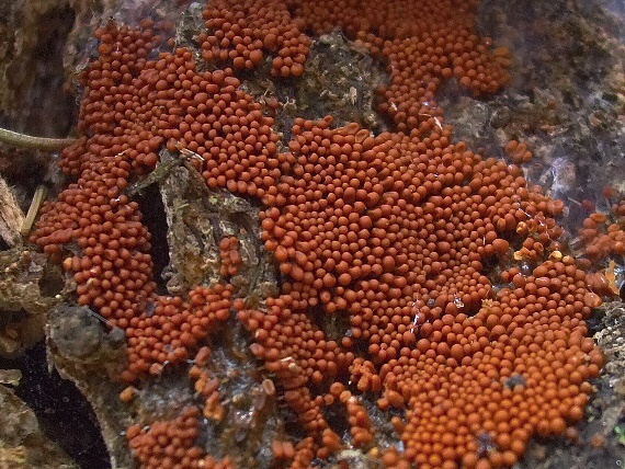 slizovka Myxomycetes