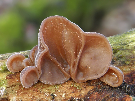 uchovec bazový Auricularia auricula-judae (Bull.) Quél.