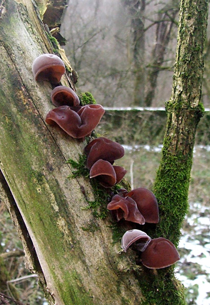 uchovec bazový Auricularia auricula-judae (Bull.) Quél.