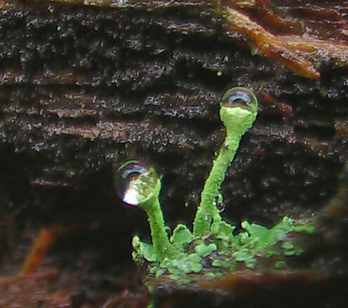 dutohlávka Cladonia sp.