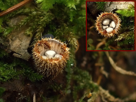 čiaškovec pásikavý Cyathus striatus (Huds.) Willd.