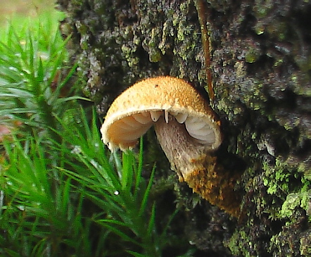 zrnivka ? Cystoderma sp.