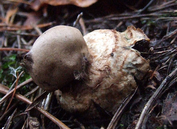 hviezdovka Geastrum sp.