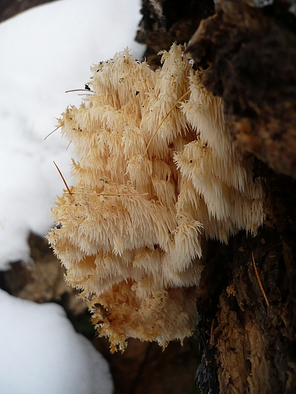 koralovec bukový Hericium coralloides (Scop.) Pers.