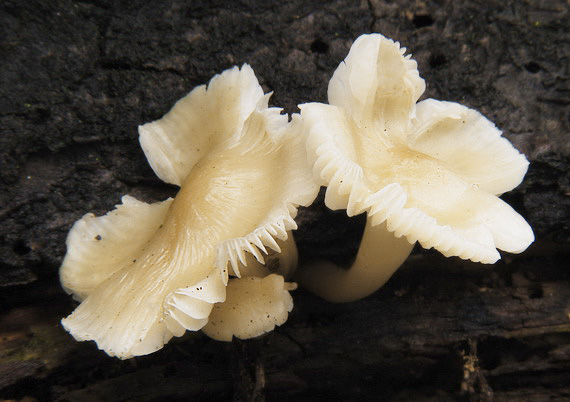 prilbička bielohlúbiková ? Mycena niveipes (Murrill) Murrill