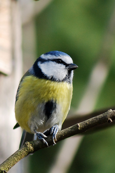 sýkorka belasá Parus caeruleus