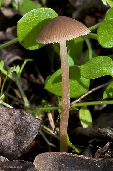 drobuľka Psathyrella sp.