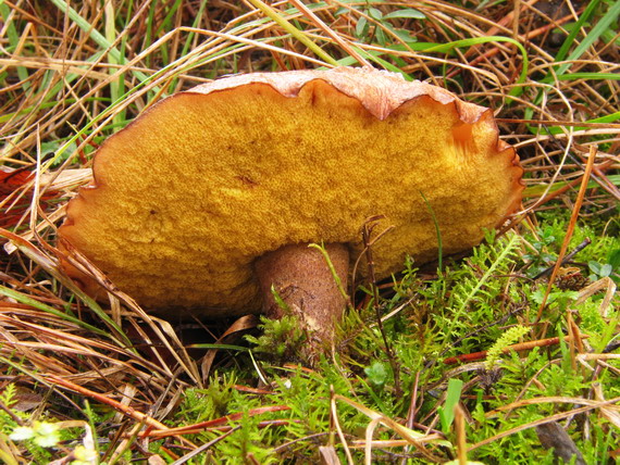 masliak obyčajný Suillus luteus (L.) Roussel