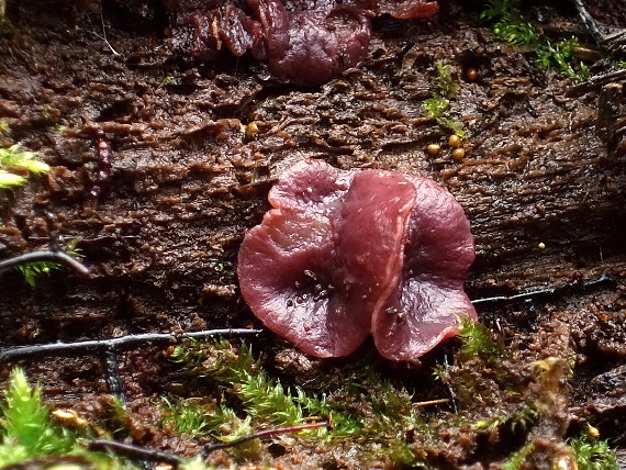 vrtidlovka Ascocoryne sp.