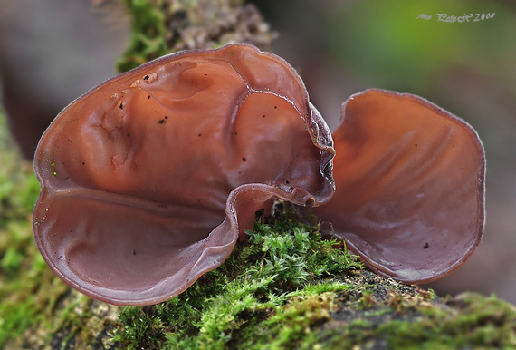 uchovec bazový Auricularia auricula-judae (Bull.) Quél.