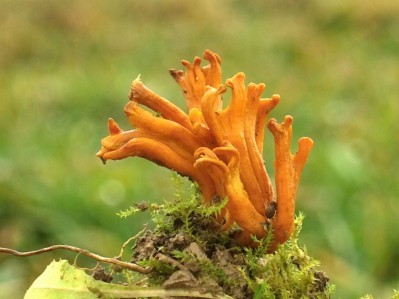 pakonárovka parôžkovitá Clavulinopsis corniculata (Schaeff.) Corner