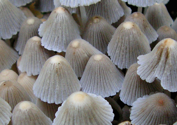 hnojník rozsiaty Coprinellus disseminatus (Pers.) J.E. Lange