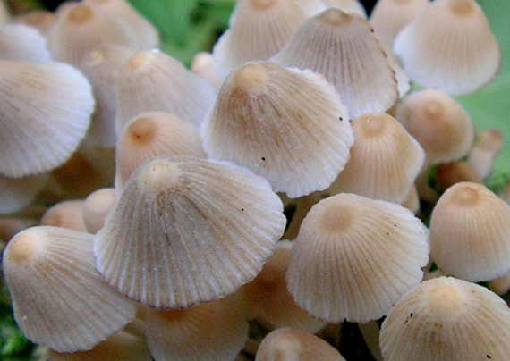 hnojník rozsiaty Coprinellus disseminatus (Pers.) J.E. Lange