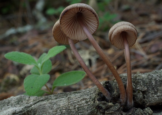 prilbička krvavomliečna Mycena haematopus (Pers.) P. Kumm.