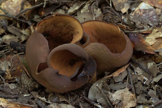 uško Otidea sp.