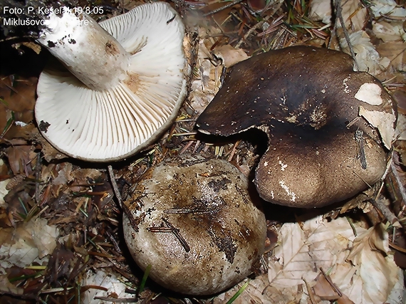 plávka černejúca Russula nigricans Fr.