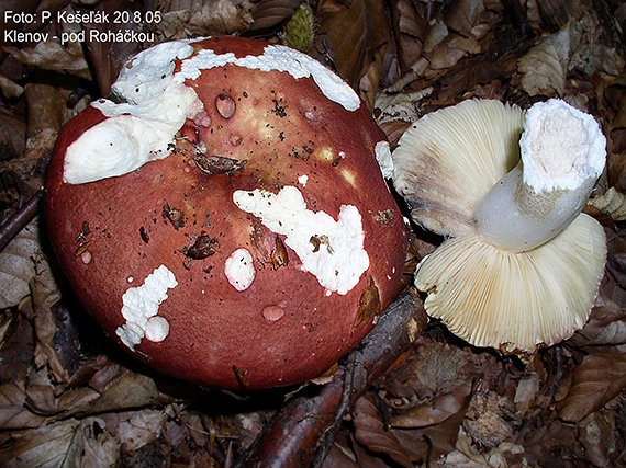 plávka Russula sp.