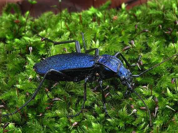 bystruška vráskavá Carabus intricatus