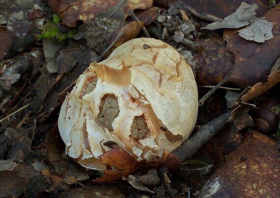 mrežovka červená Clathrus ruber P. Micheli ex Pers.