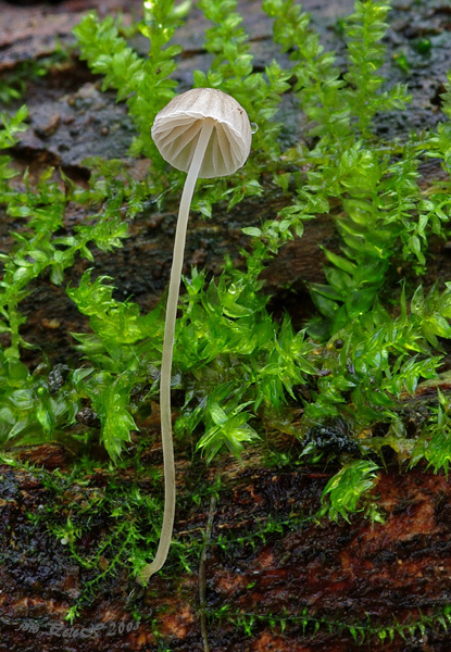 prilbička Mycena sp.