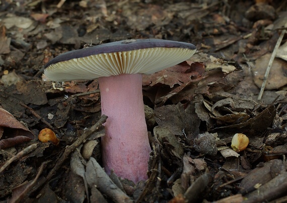 plávka zavalitá Russula torulosa Bres.