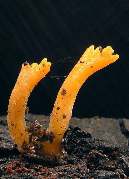 parôžkovec lepkavý Calocera viscosa (Pers.) Fr.