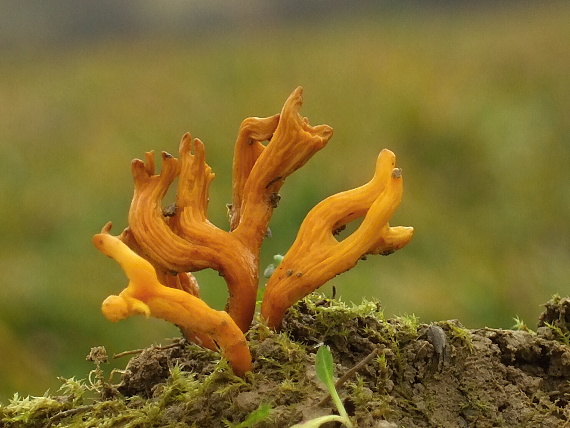 pakonárovka parôžkovitá Clavulinopsis corniculata (Schaeff.) Corner