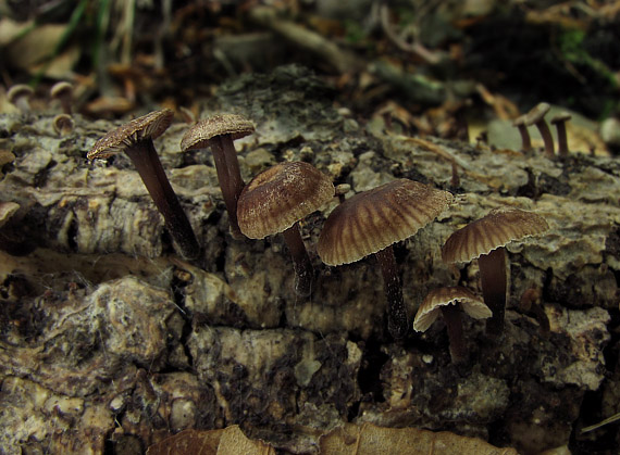 špička smradľavá Gymnopus foetidus (Sowerby) J.L. Mata & R.H. Petersen