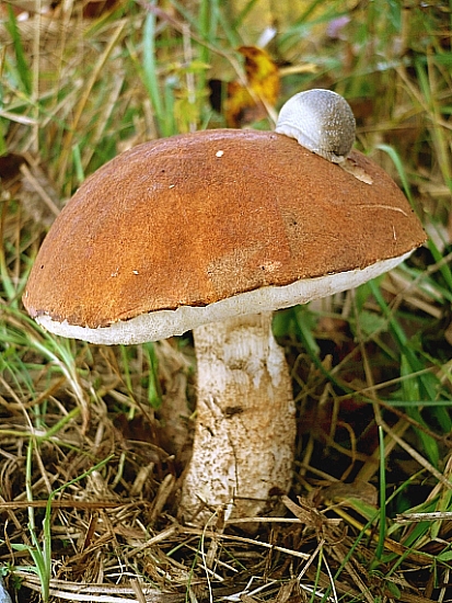 kozák dubový Leccinum aurantiacum (Bull.) Gray