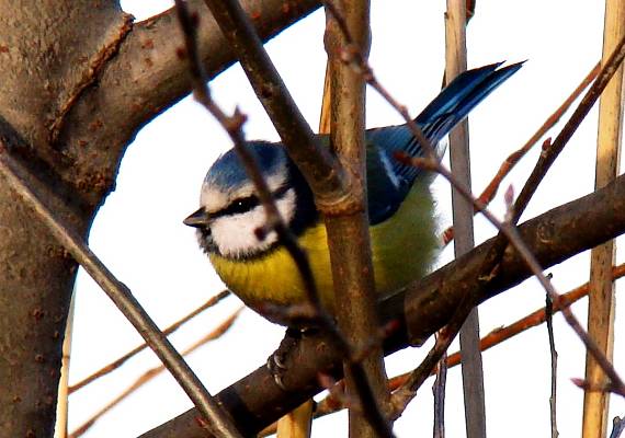 sýkorka belasá Parus caeruleus